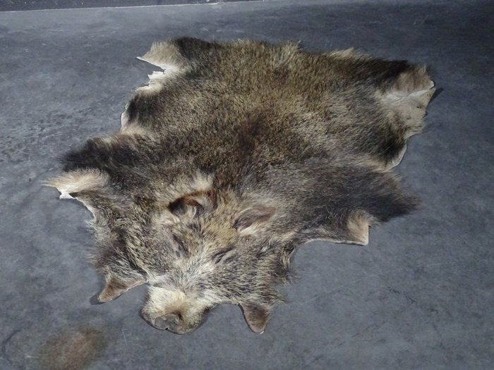 Old wild boar for sale  