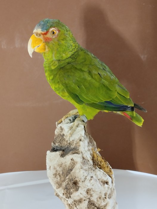 White fronted amazon for sale  