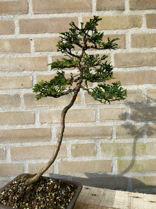 Hinoki cypress bonsai usato  