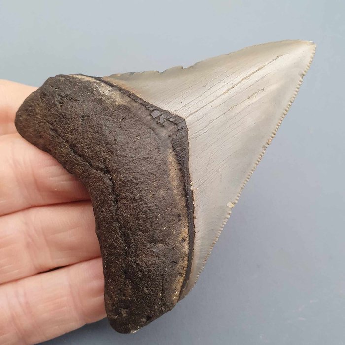 Megalodon shark fossil for sale  
