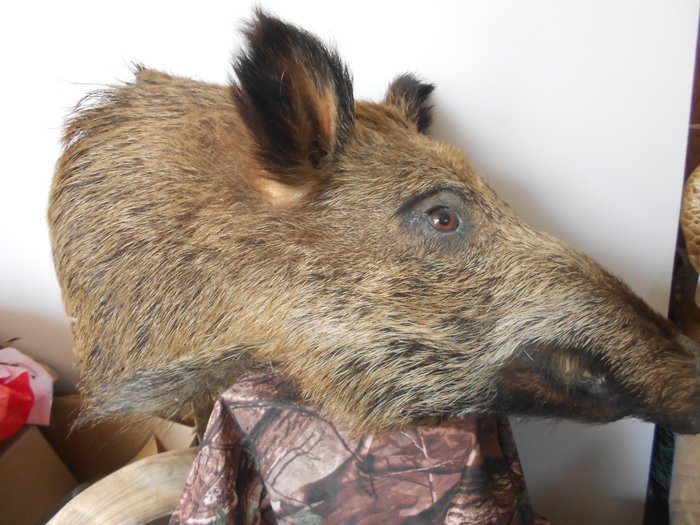 Wild boar taxidermy for sale  