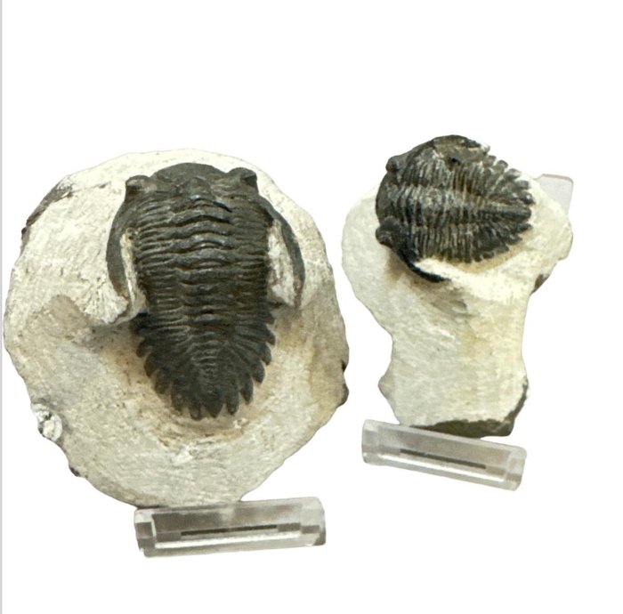 Trilobite fossilised animal d'occasion  