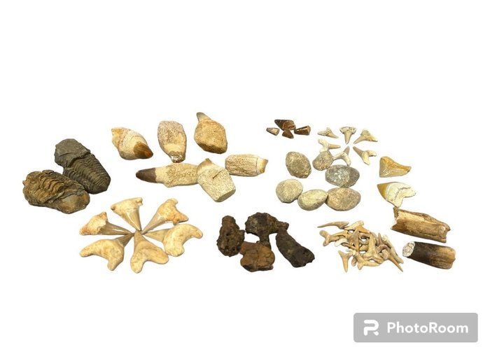 Fossils set bones for sale  