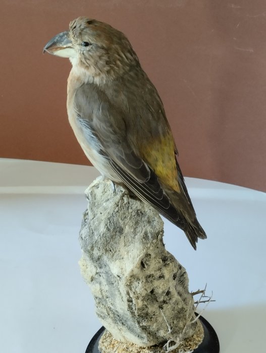 Parrot crossbill taxidermy for sale  