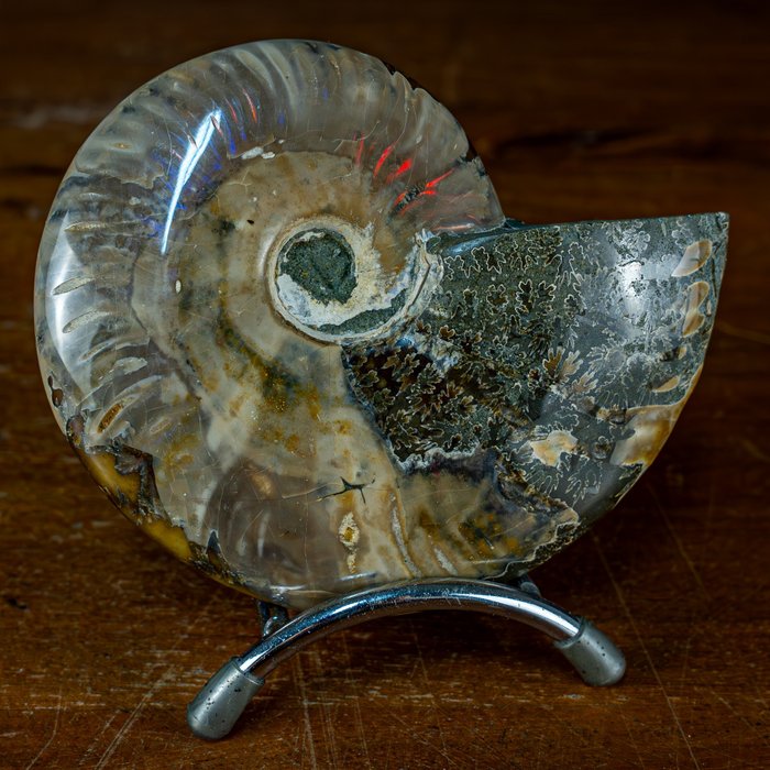 Natural ammolite ammonite for sale  