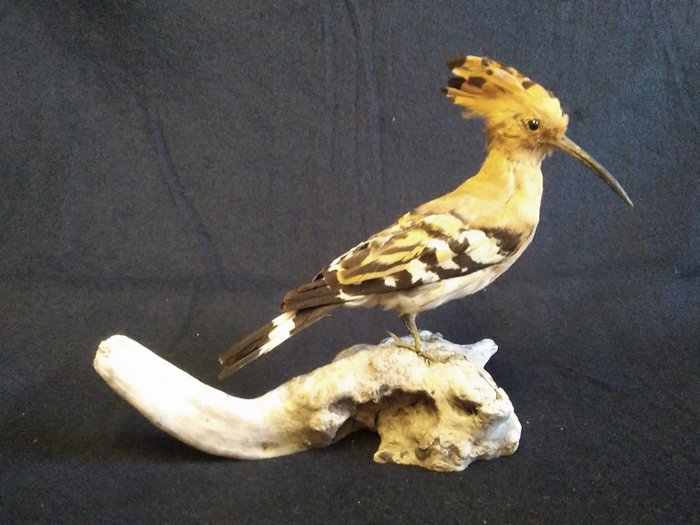 Hoopoe taxidermy full for sale  