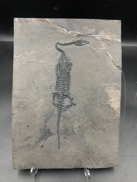 Fossil fossil matrix d'occasion  