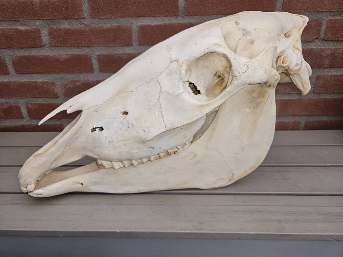 Domestic horse skull for sale  