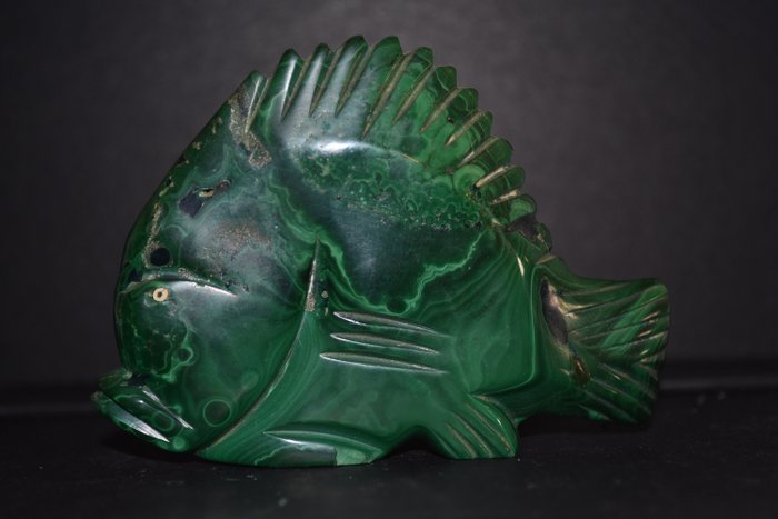 Malachite fish height for sale  