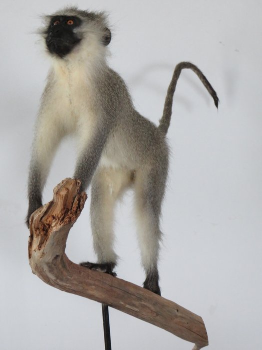 Vervet monkey taxidermy for sale  