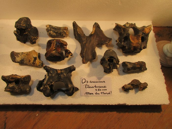 Set bones pleistocene d'occasion  
