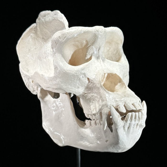Replica gorilla skull for sale  