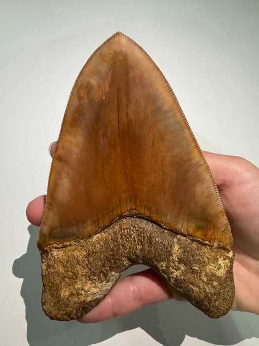 Megalodon fossil tooth d'occasion  