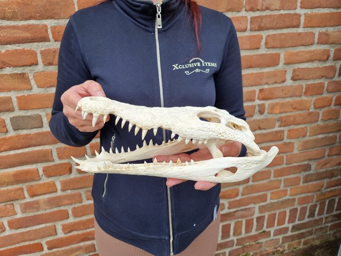 Real crocodile skull for sale  