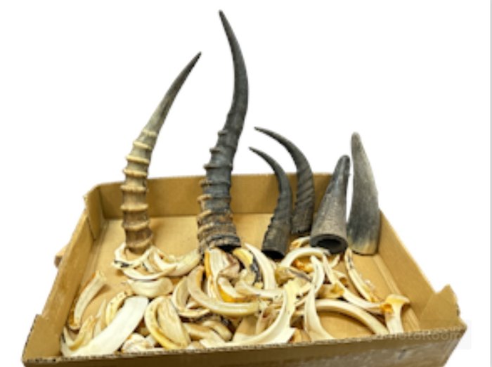 Assorted gazelle horn for sale  