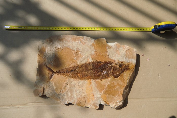 Fish fossil mortality for sale  