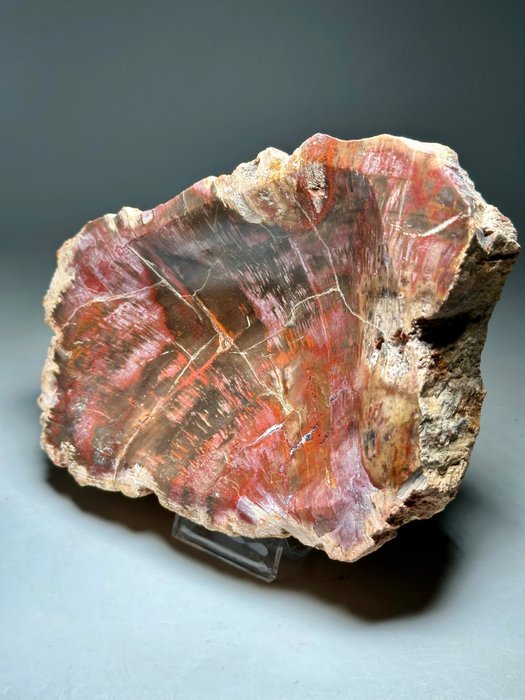 Fossil wood amazing for sale  