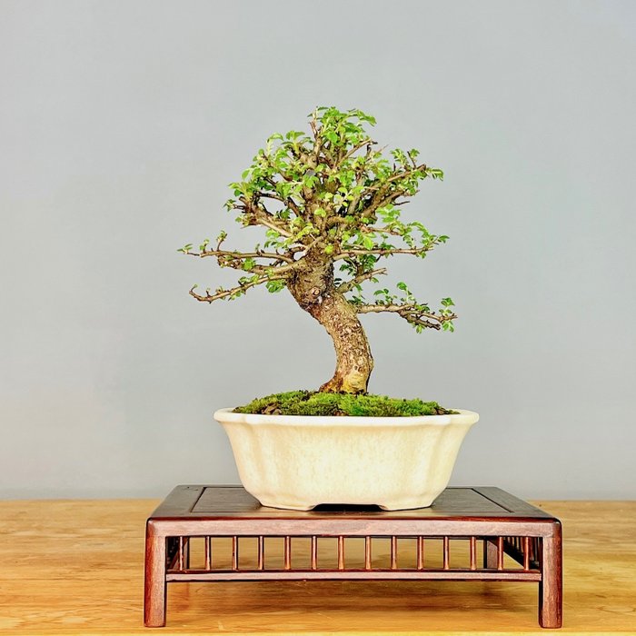 Japanese elm bonsai for sale  
