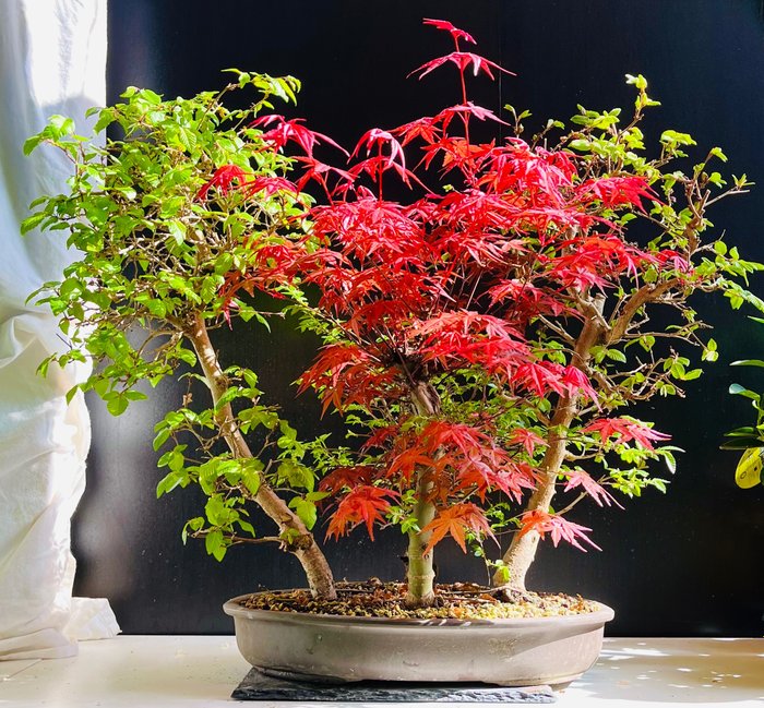 Japanese forest bonsai for sale  