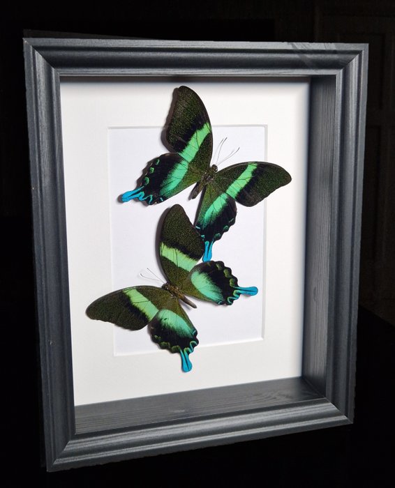 Real peacock swallowtail for sale  