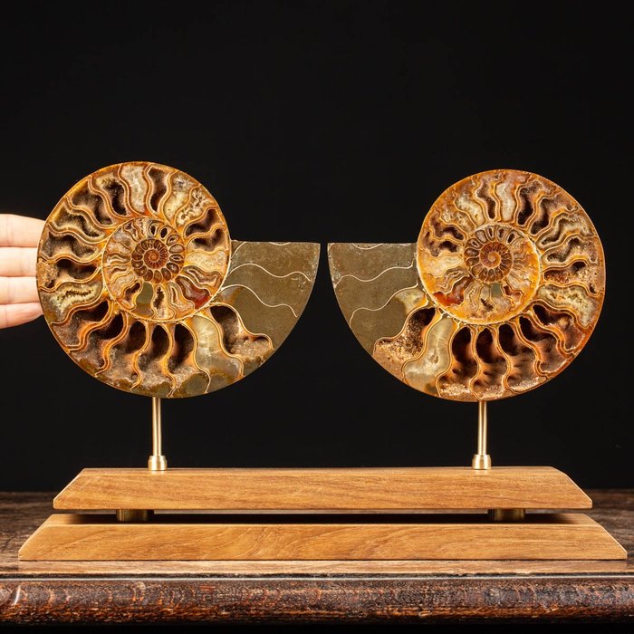 Ammonite wood satiny for sale  