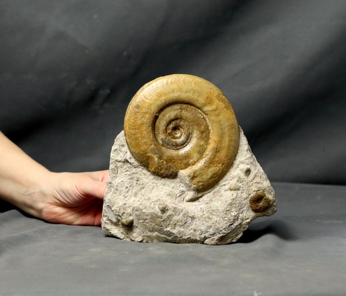 Large ammonite self for sale  