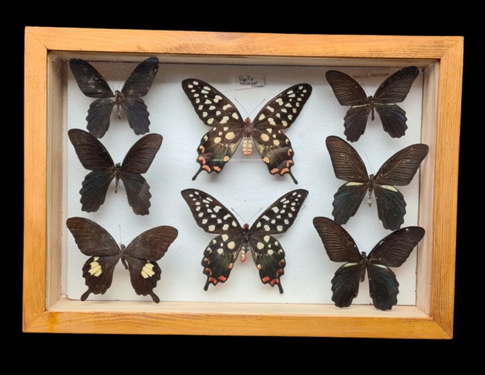 Butterfly collection berger for sale  
