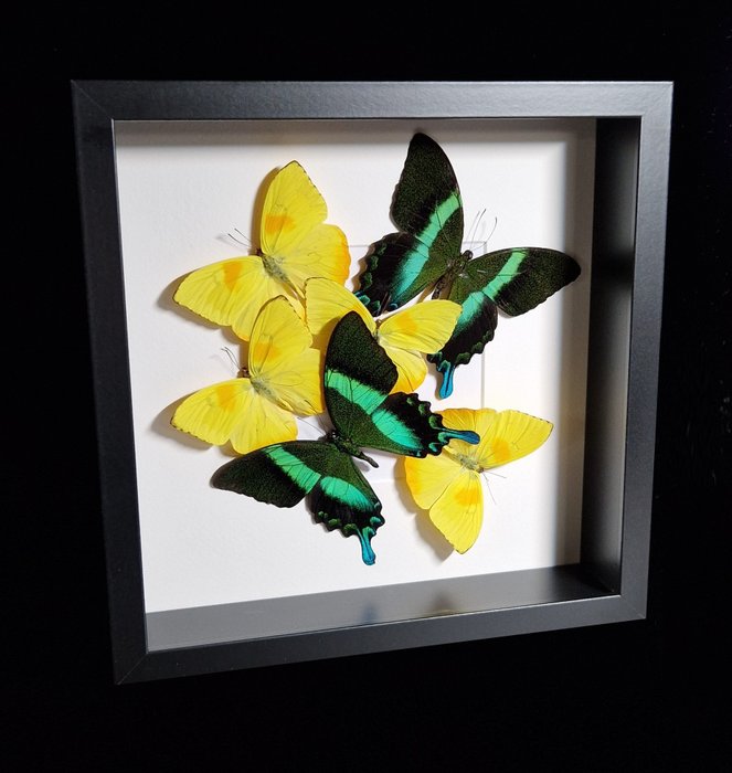 Framed exotic butterflies for sale  