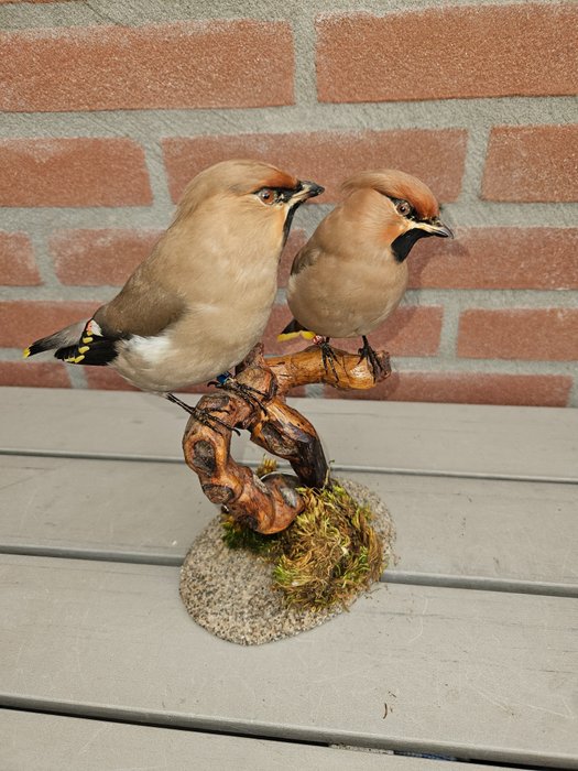 European waxwing taxidermy for sale  