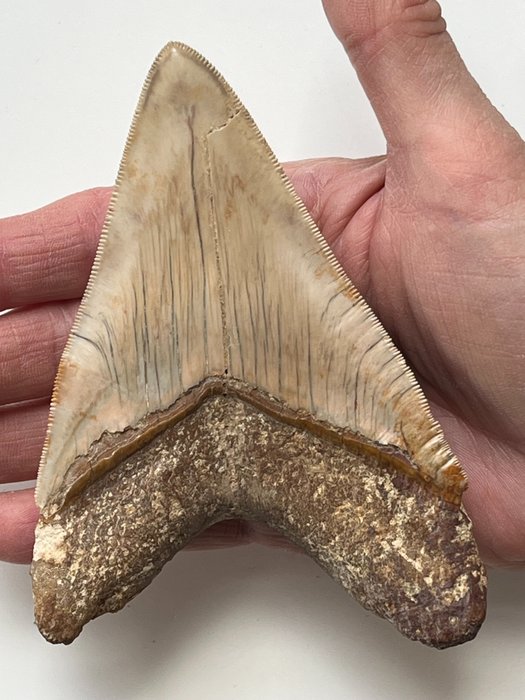 Megalodon tooth fossil usato  