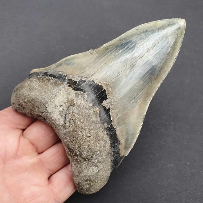 Megalodon shark fossil for sale  