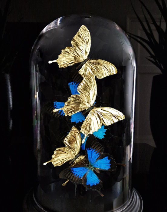 Real butterflies 23ct for sale  