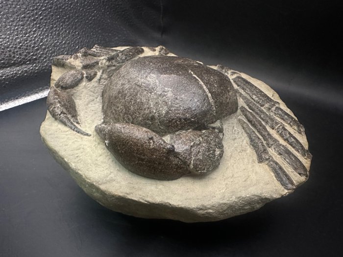 Crab fossilised animal d'occasion  