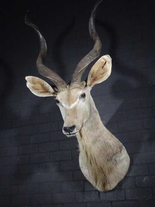 Greater kudu shoulder for sale  