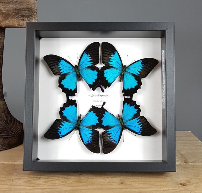 Real blue butterflies for sale  