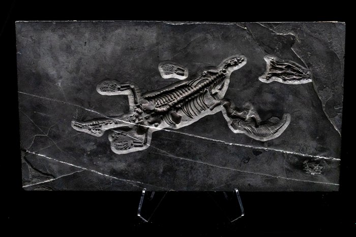 Marine reptile fossil d'occasion  