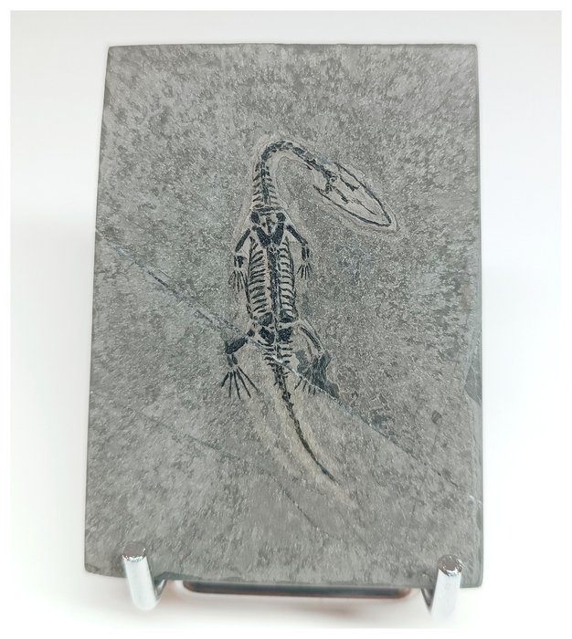 Nicely preserved keichousaurus for sale  