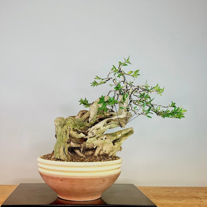 Boxwood bonsai height for sale  