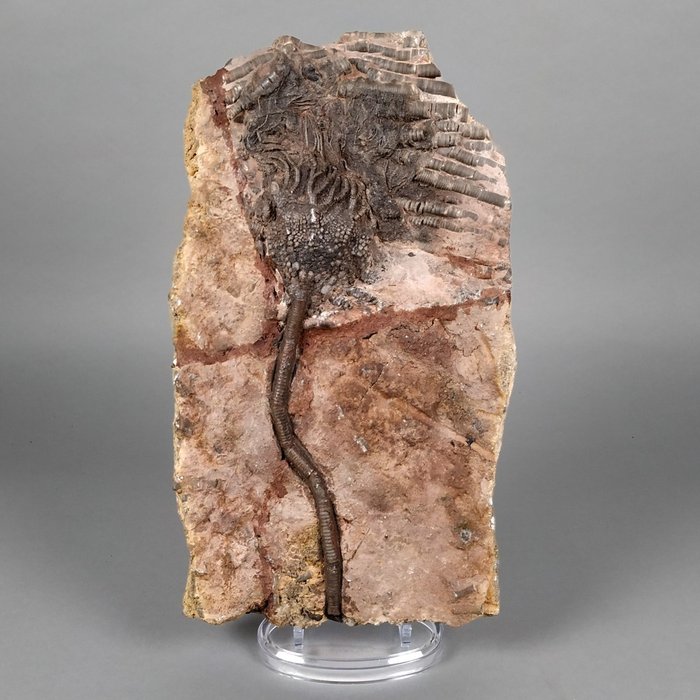 Crinoid fossilised animal usato  