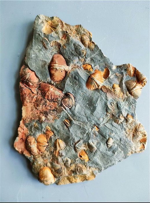 Cyrtiopirifersinensis fossilis for sale  