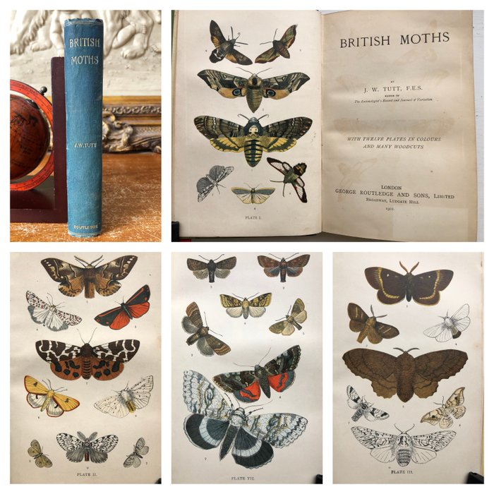 Tutt british moths for sale  