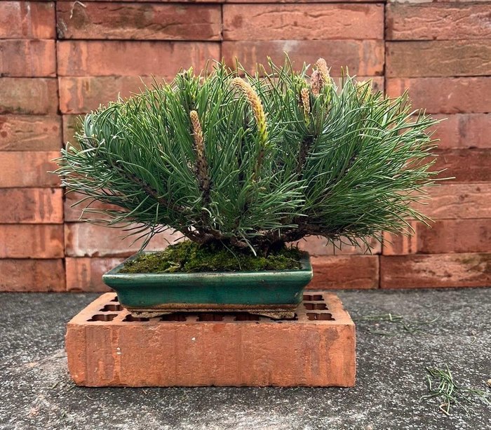 Pine bonsai height for sale  