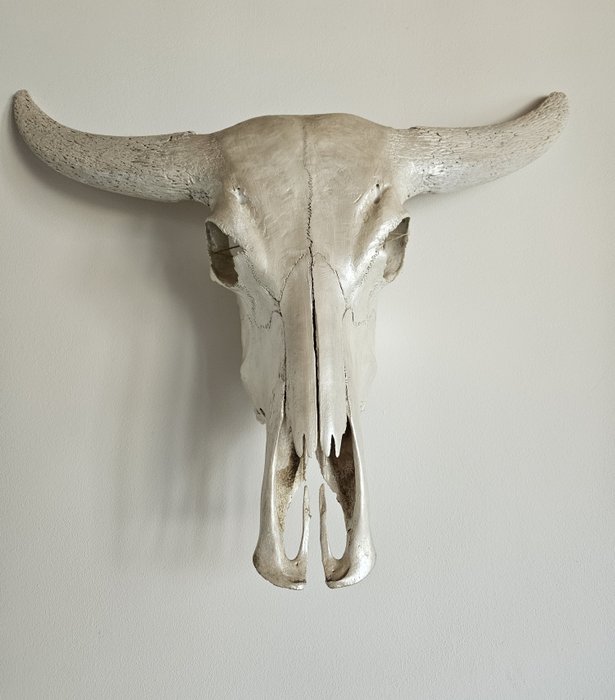 Cow mammal skull for sale  