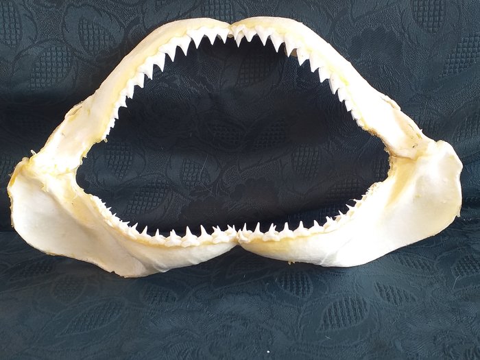 Bigeye thresher shark for sale  