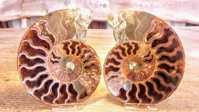 Large fossil ammonite for sale  