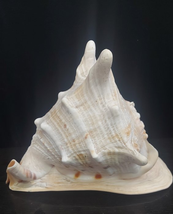 Conch sea shell for sale  
