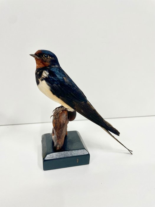 Barn swallow taxidermy for sale  