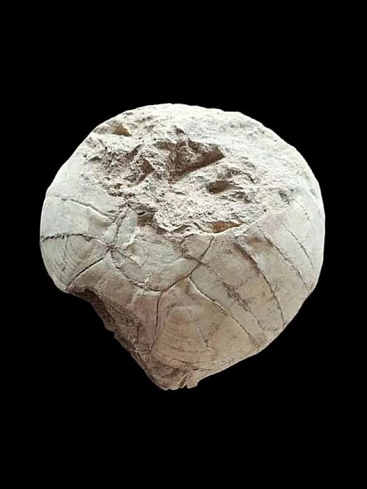 Turtle shell fossilised d'occasion  