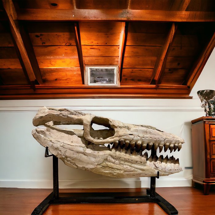 Mosasaur fossil skull for sale  