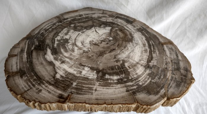 Fossil wood fossilised for sale  